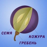 Источники танинов в винограде Источники танинов в винограде
