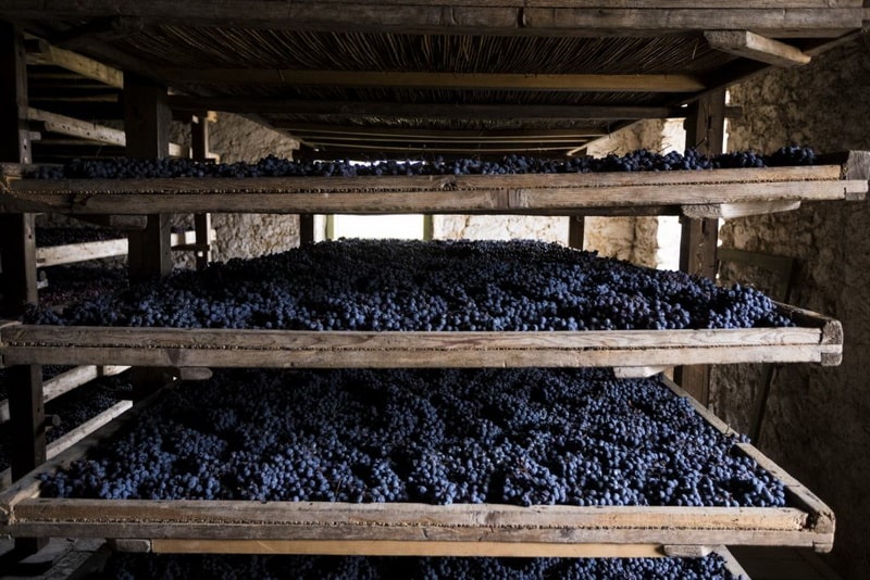 Виноград для вина appassimento в лотках