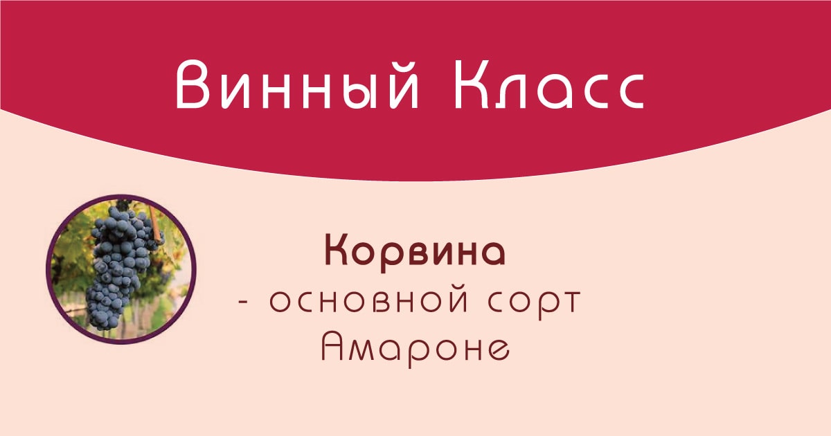 Корвина (Corvina). Сорт винограда и вино из него.