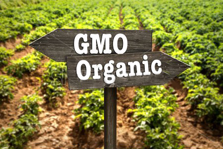 ГМО на винограднике