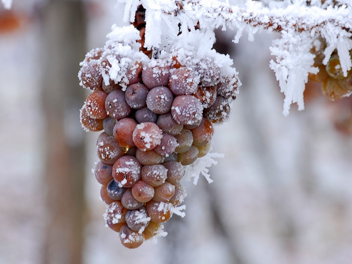 Виноград для ледяного вина