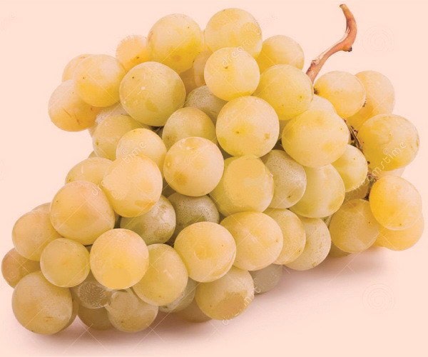 Мускат белый Мускат белый