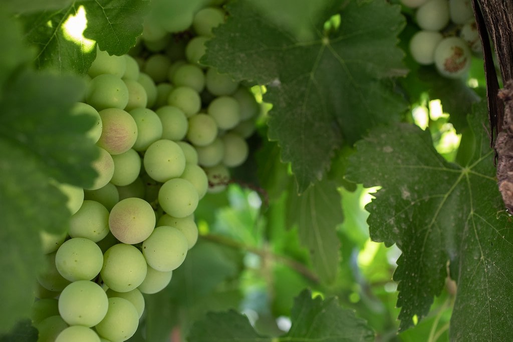 Зелёный сбор винограда