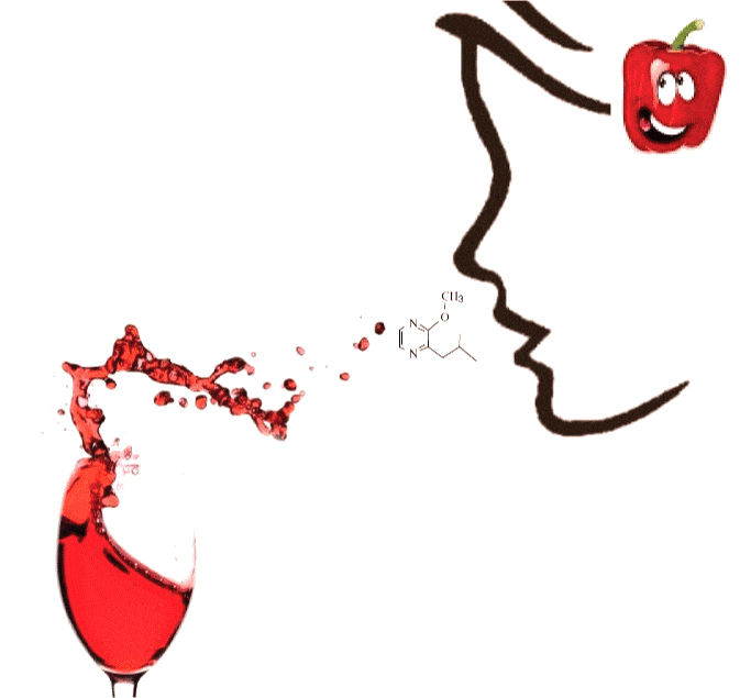 Восприятие аромата вина