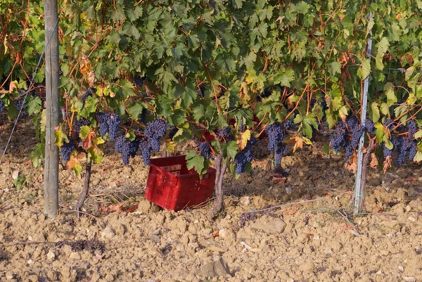 Виноград на лозе