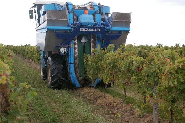 Уборочная машина на винограднике
